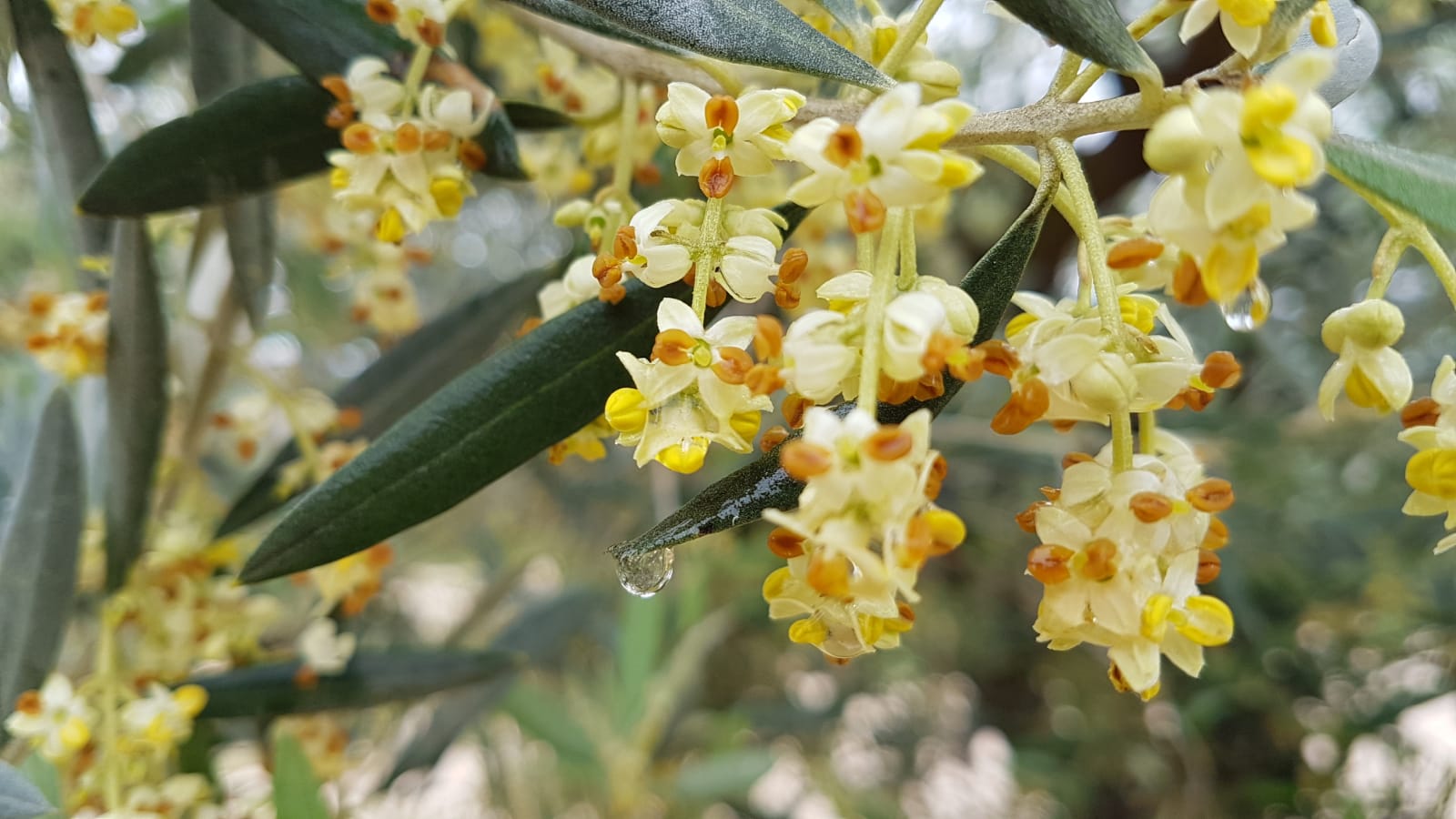 Rapa, la flor del olivo