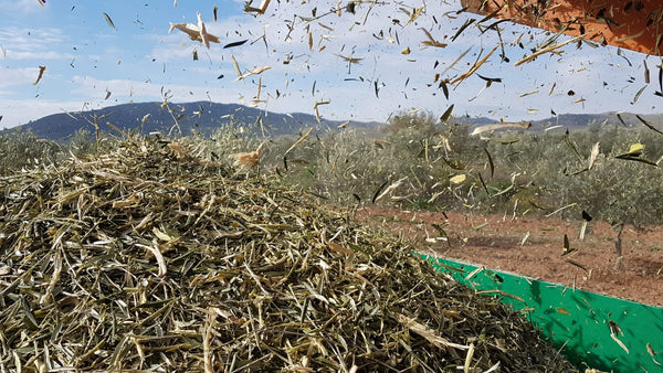 Triturado de la poda en olivar ecológico